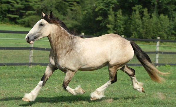 Buckskin Shire Horse - Freedoms Jolie Prize